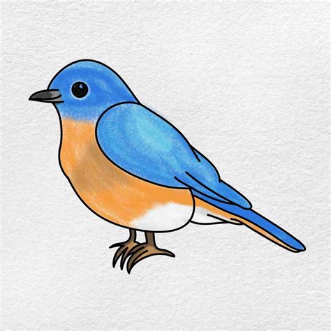 Explore 45,924+ Free Bird Drawing Illustrations: Download Now.